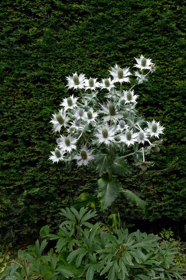 Blooming giant sea holly