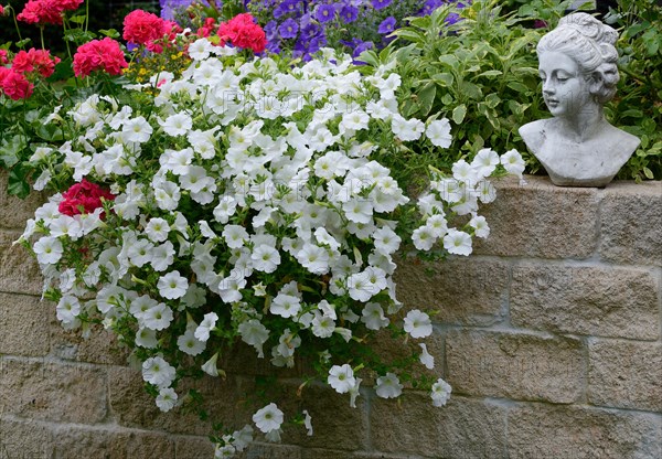 Flowering white Petunias