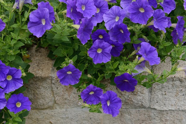 Blue flowering Petunia x atkinsiana