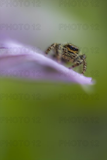 Zebra spider