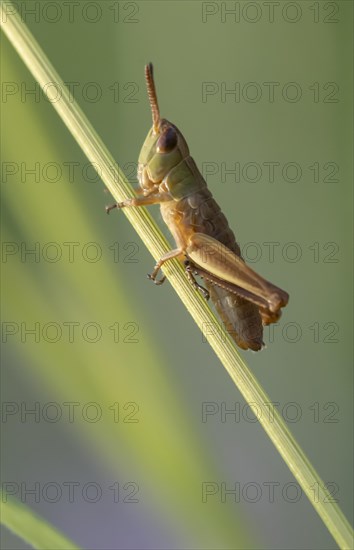 Meadow grasshopper