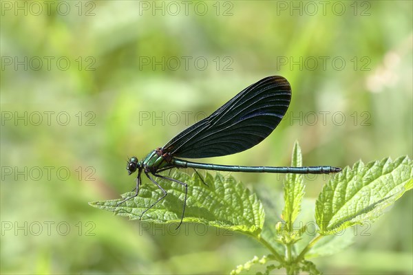 Beautiful Demoiselle