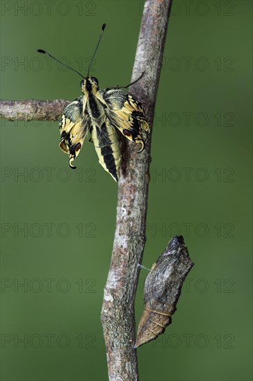 Swallowtail butterfly