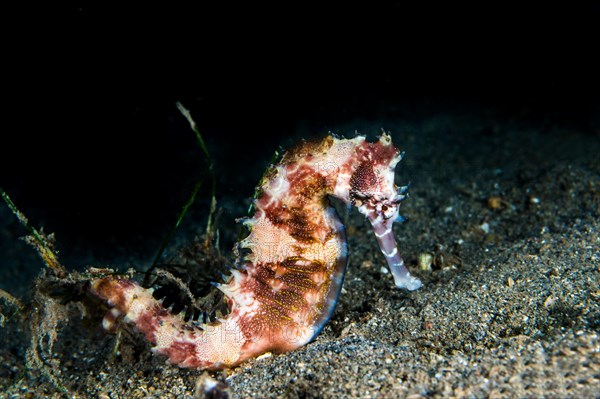 Spiny Seahorse