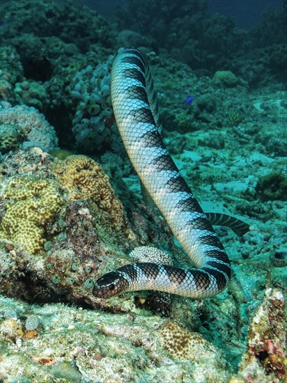 Colubrine sea krait