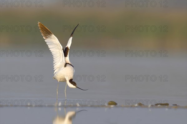 Avocet