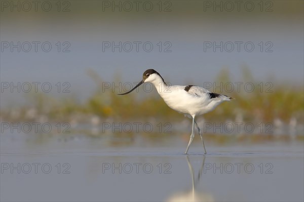 Avocet