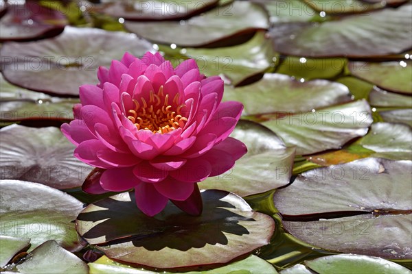 Water lily