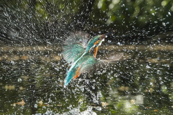 Busted Common kingfisher