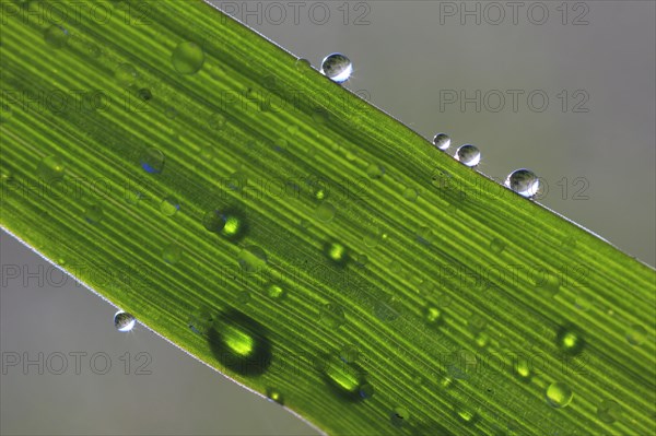 Blade of grass with dew drops