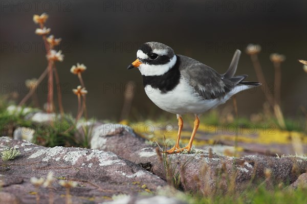 Ringed plover