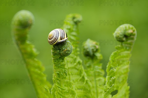 Hain ribbon snail