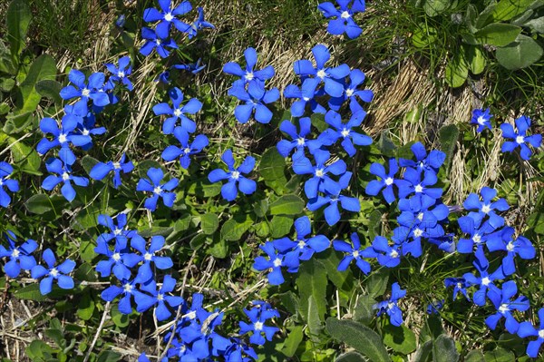 Spring Gentian