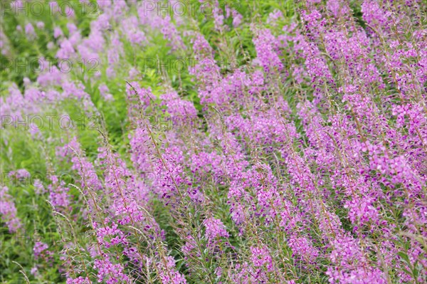 Narrow-leaved willowherb