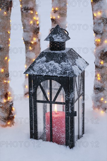 Lantern with illuminated birch trunks