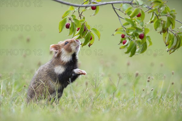 European hamster