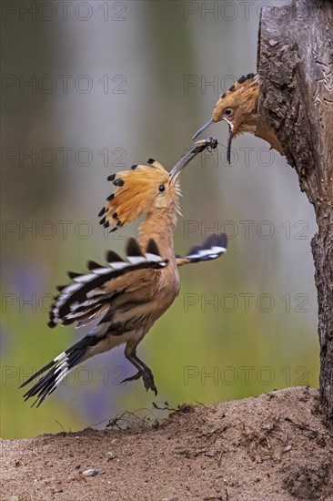 Hoopoe