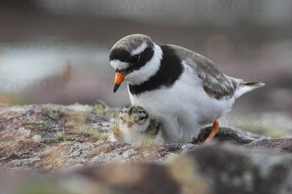 Little Ringed Plover with chicks