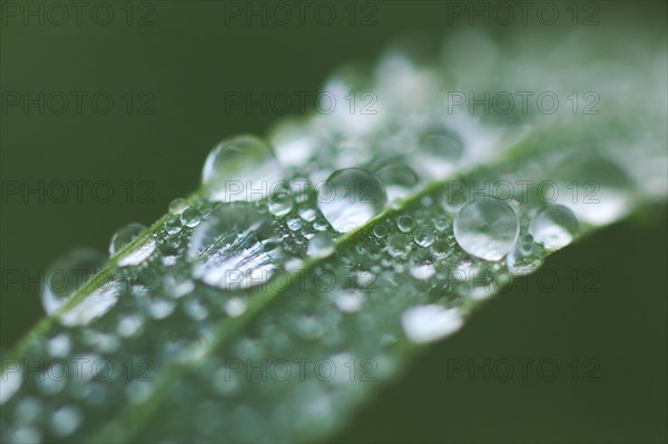 Blade of grass with dew drops