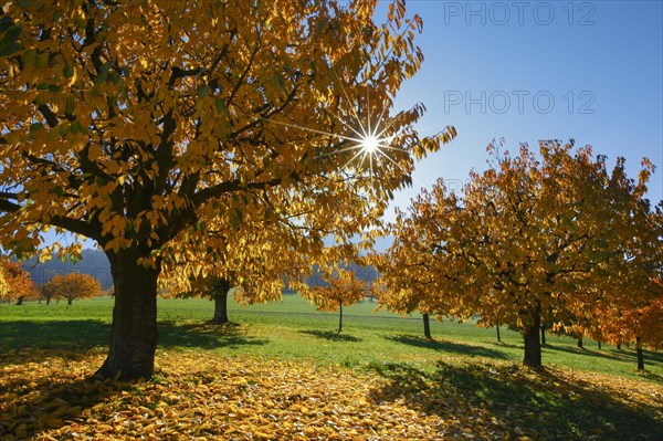 Cherry trees in autumn