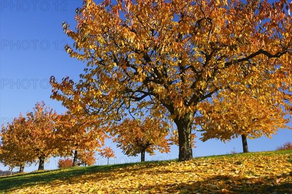 Cherry trees in autumn