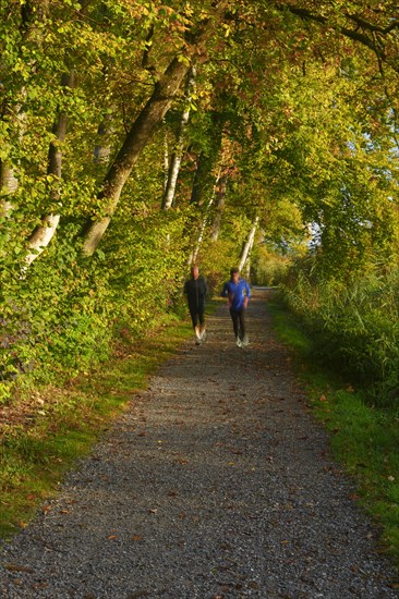 Forest path at the Pfaeffikersee