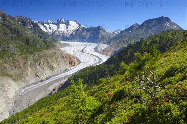 Aletsch Glacier