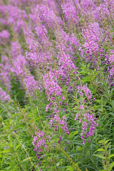 Narrow-leaved willowherb