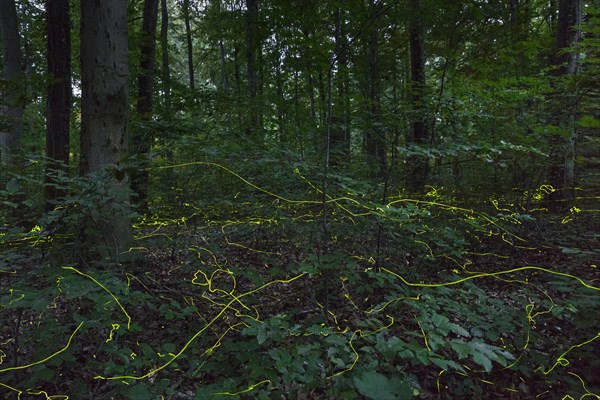 Fireflies in the forest