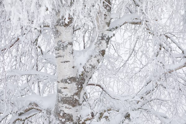 Birch with hoarfrost