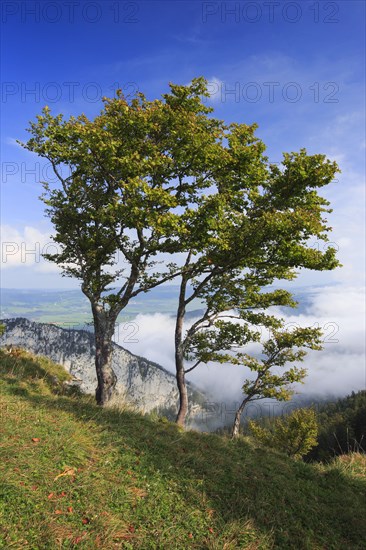 Grove of trees at Creux du Van