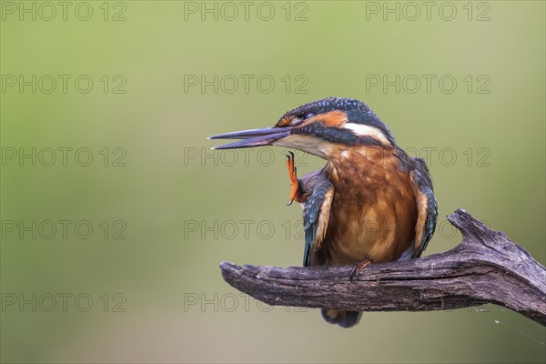 Common kingfisher