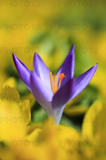 Crocus