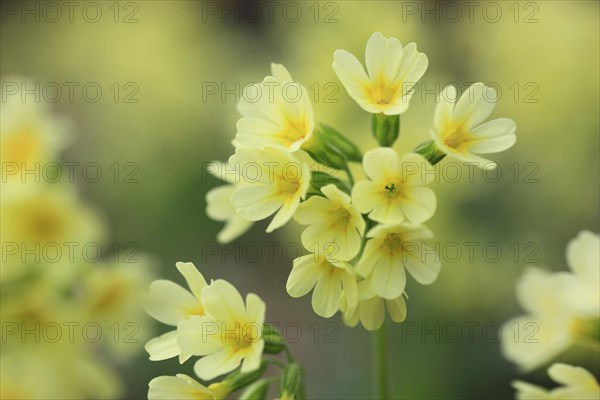 Common cowslip