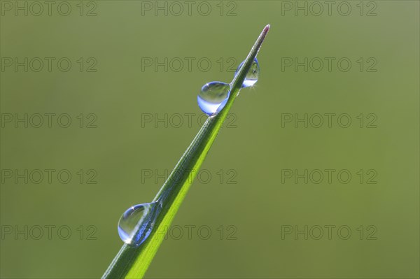 Blade of grass with dew drops