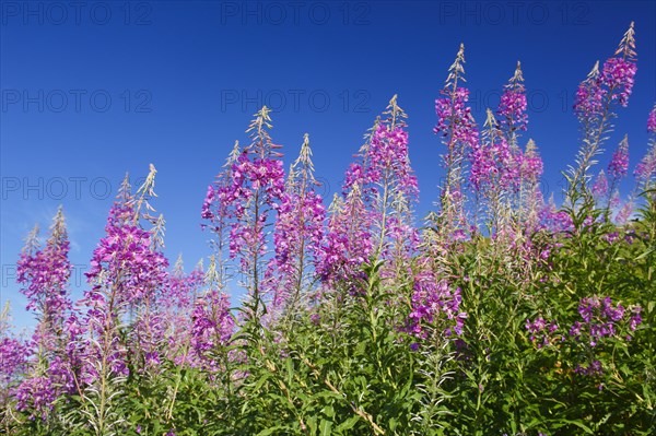 Narrow-leaved willowherb