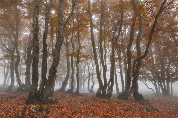 Beech forest in autumn