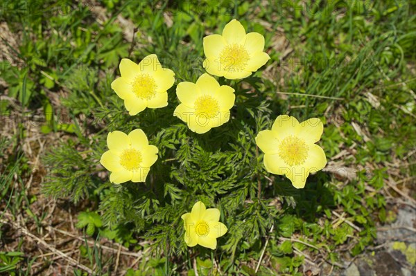 Yellow Alpine cowbell