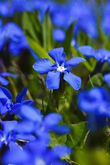 Spring Gentian