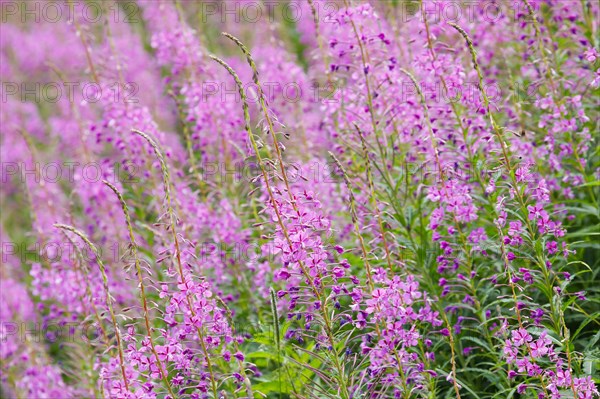 Narrow-leaved willowherb