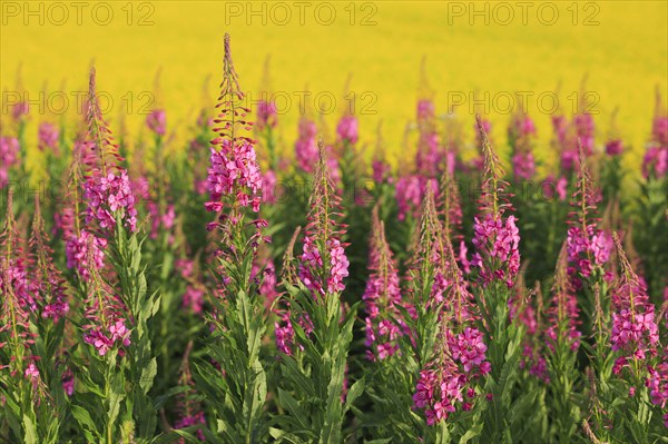 Narrow-leaved willowherb