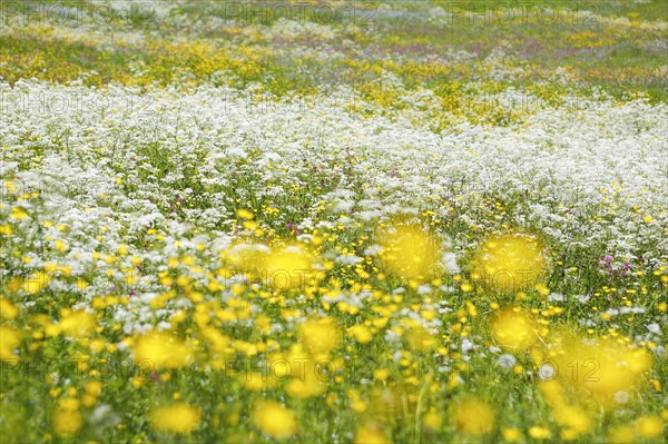 Rough meadow