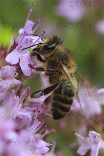 Wild thyme