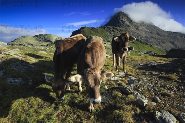 Cattle in the Upper Engadine