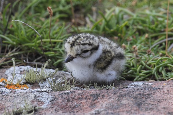 Little Ringed Plover