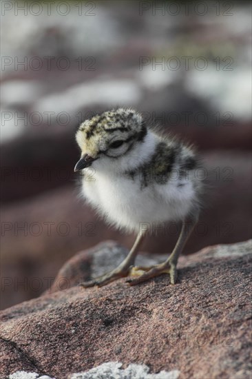 Little Ringed Plover