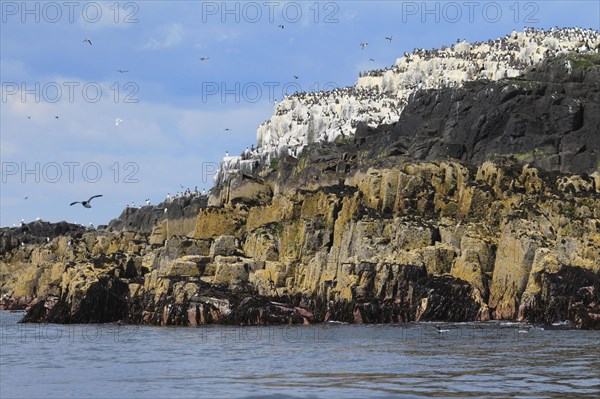 Farne Islands