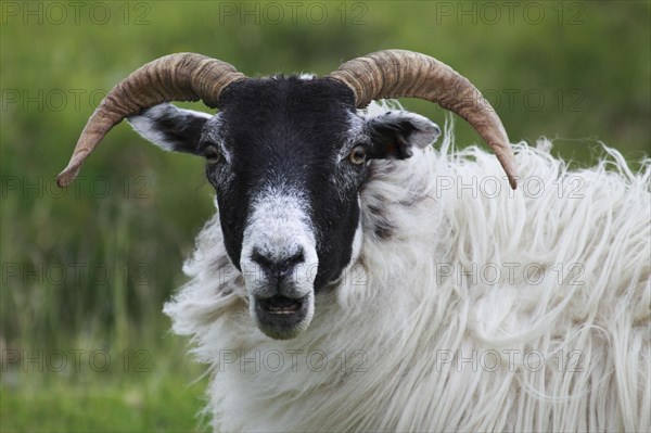 Domestic sheep