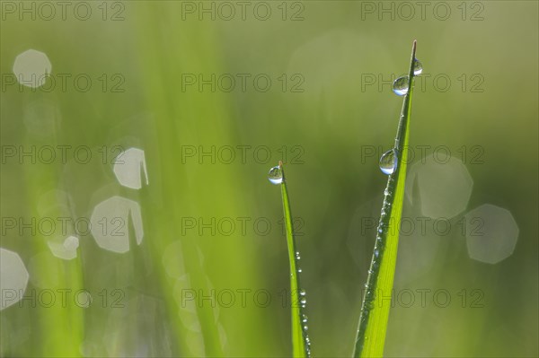 Blade of grass with dew drops