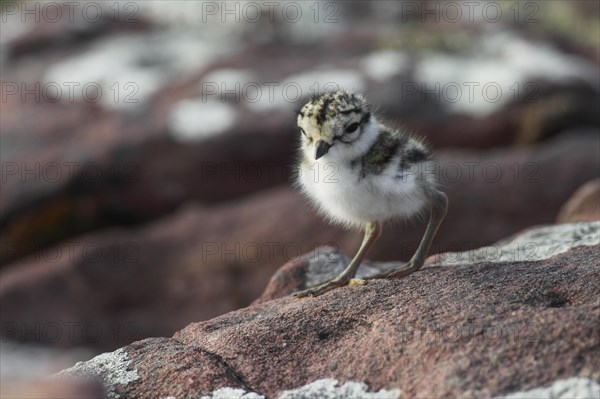 Little Ringed Plover